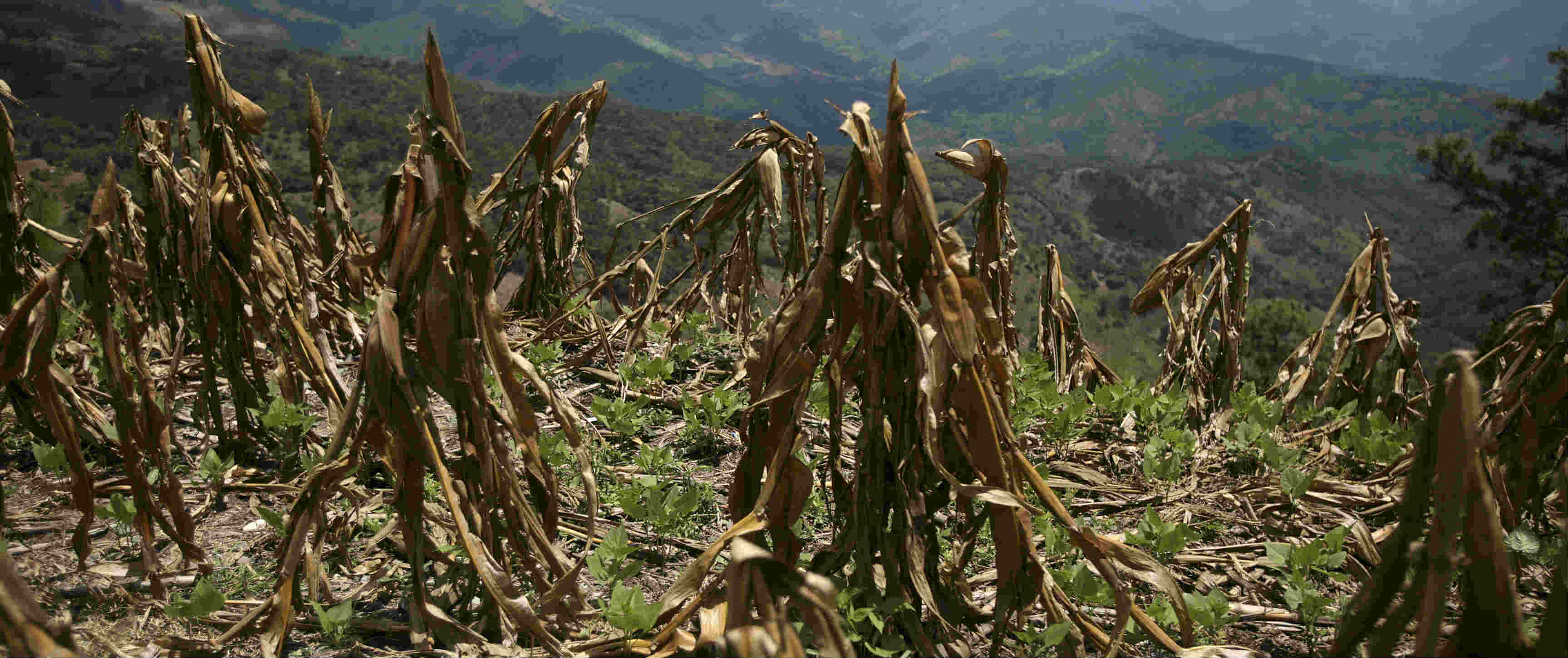 Guatemalans hit by three years of drought among those CRS