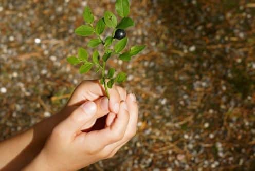 Falling in Love with Creation retreat flyer