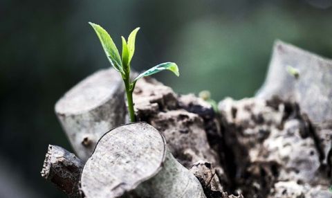 Healthy Living with Saint Ignatius flyer